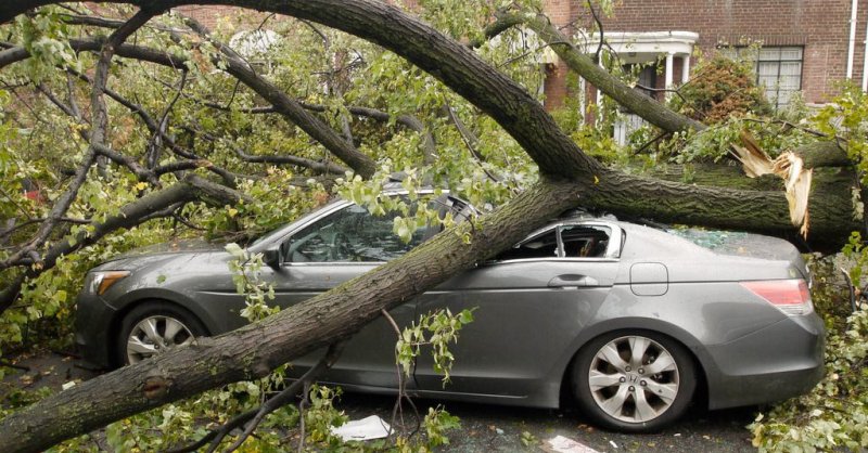 Упало дерево на автомобиль: что делать в такой ситуации?