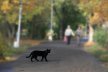 Пятнадцать примет и суеверий автомобилистов