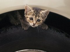 Lada Kalina просят модернизировать ради кошек